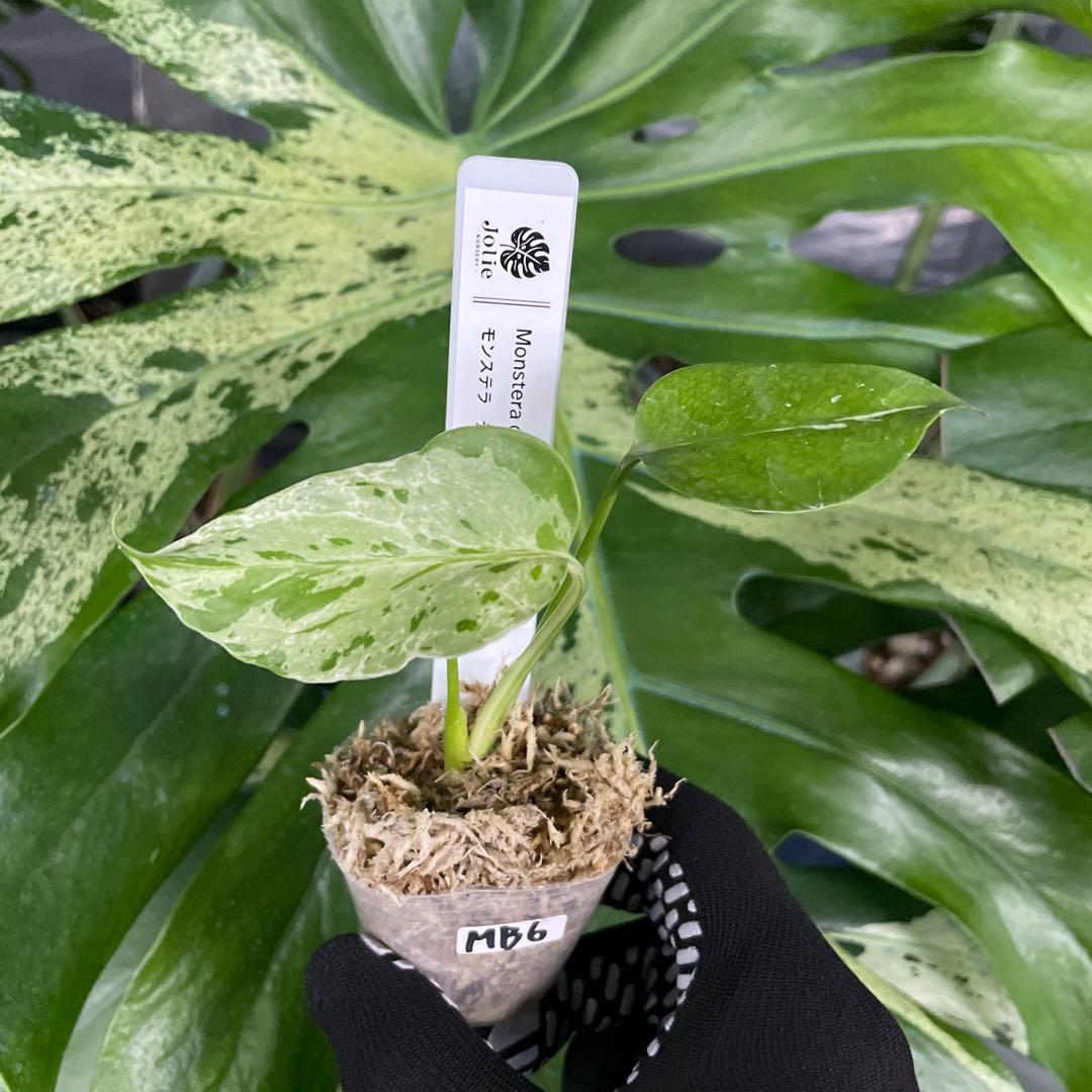 MB6モンステラ　デリシオーサ　ベトシオーサ　2寸ポリポット　ネコポス発送