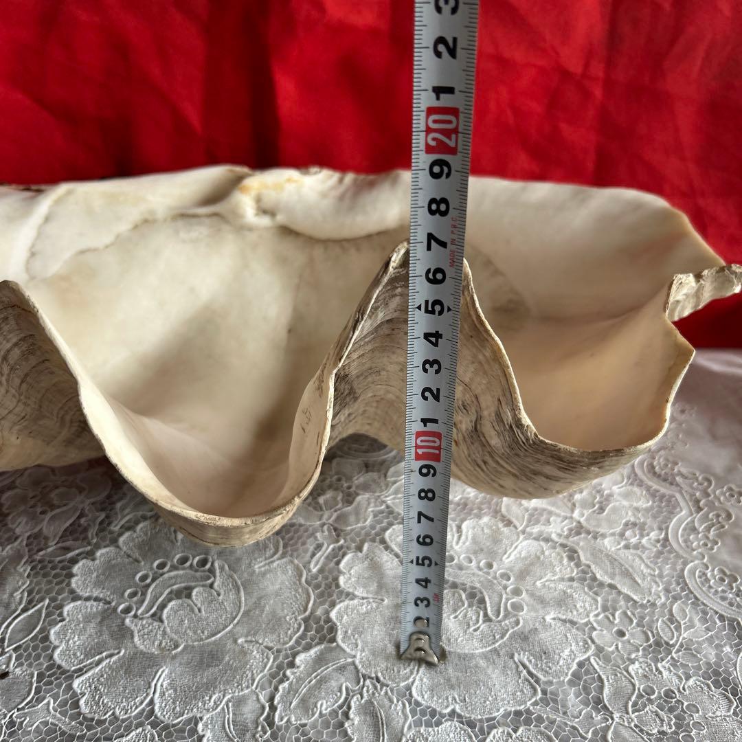 貝殻 ボウル型 レイアウト用品 大きめ42センチ