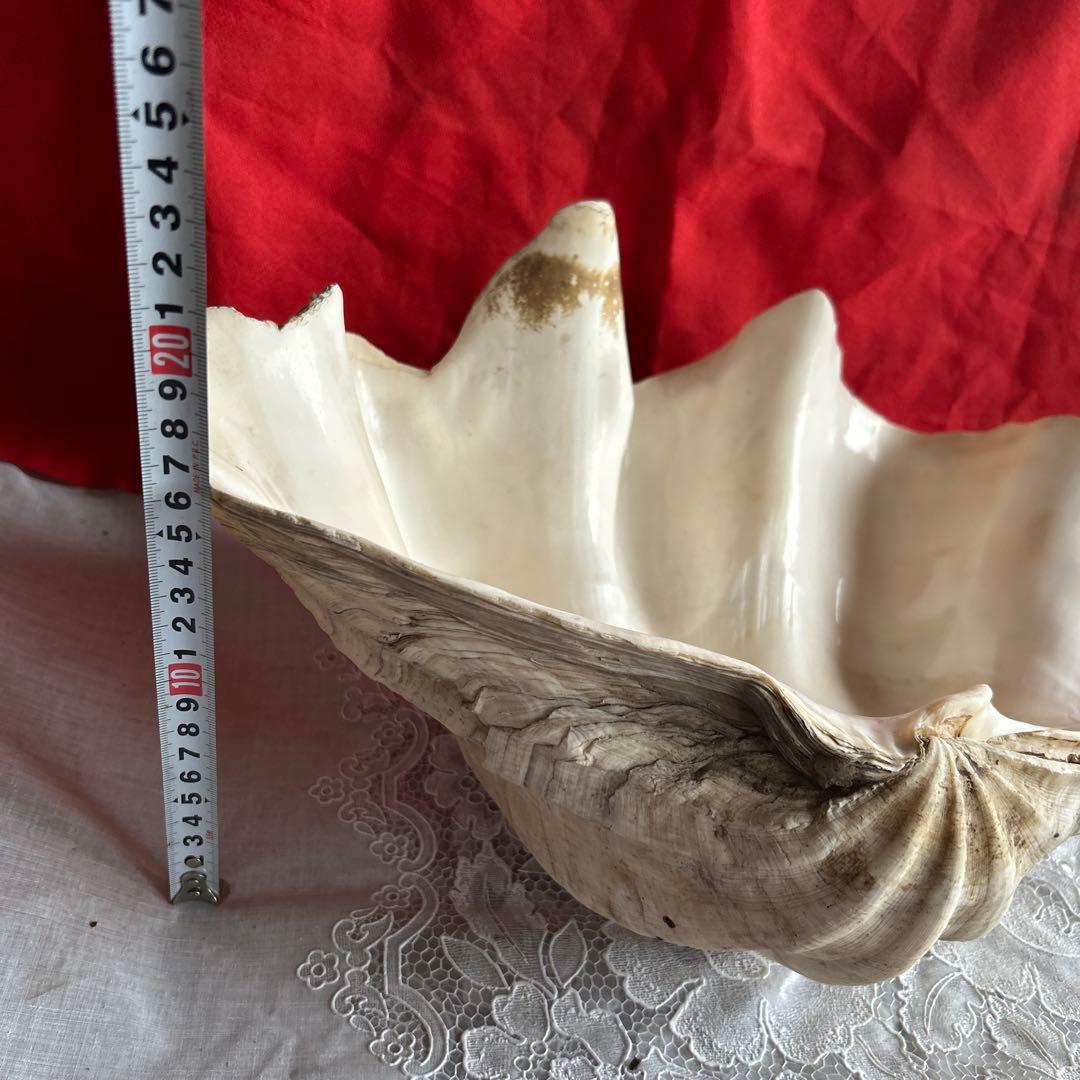 貝殻 ボウル型 レイアウト用品 大きめ42センチ