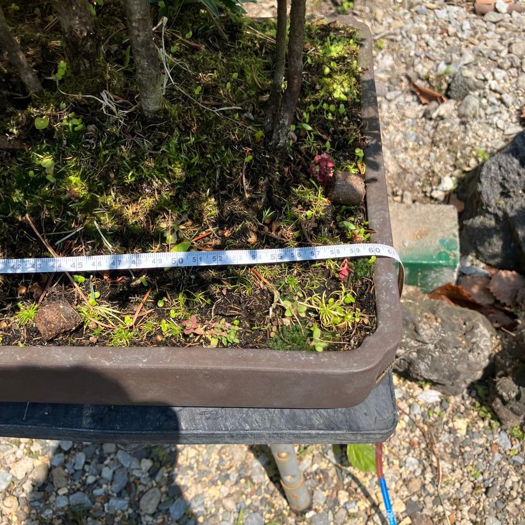 赤蝦夷松　大型盆栽　Masm様他入札しないで下さい