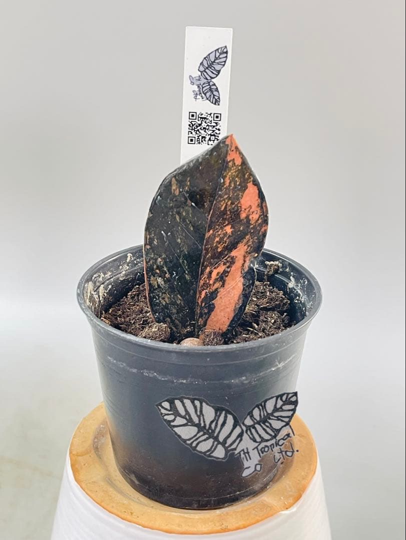 ザミオクルカス ブラック ピンクバリエガータ斑入りZZ plant 12