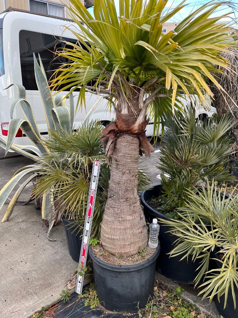 ※引き取り限定　ビロウヤシ　極太　鉢植え　観葉植物 約1.5メートル