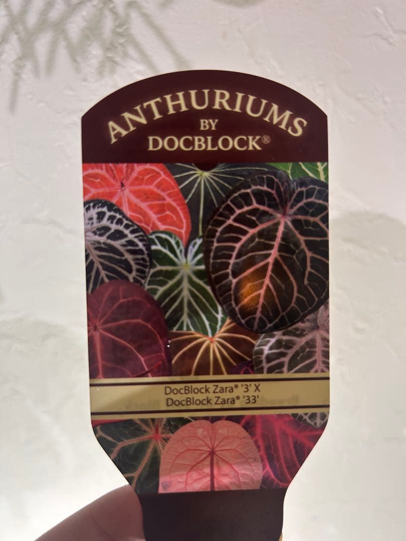 【ＨＳ】アンスリウム　ZARA x ZARA ドックブロック