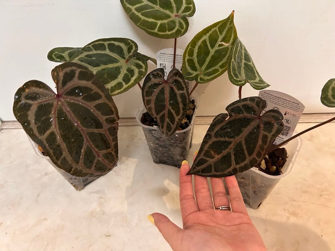 【ＨＳ】アンスリウム　ZARA x ZARA ドックブロック