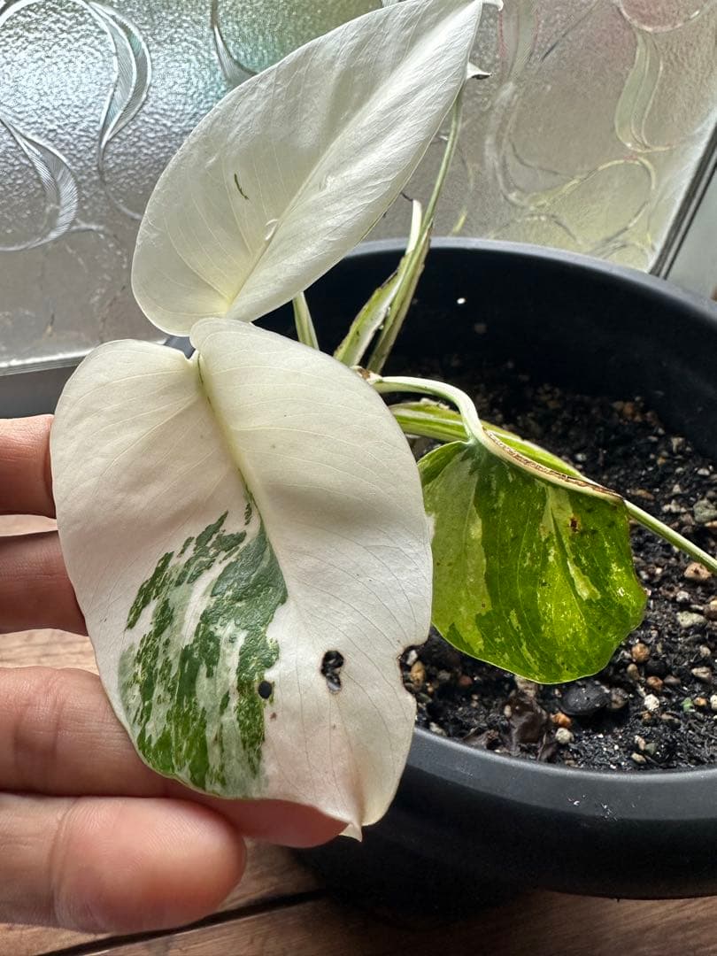 Monstera borsigiana White Tiger モンステラ斑入り
