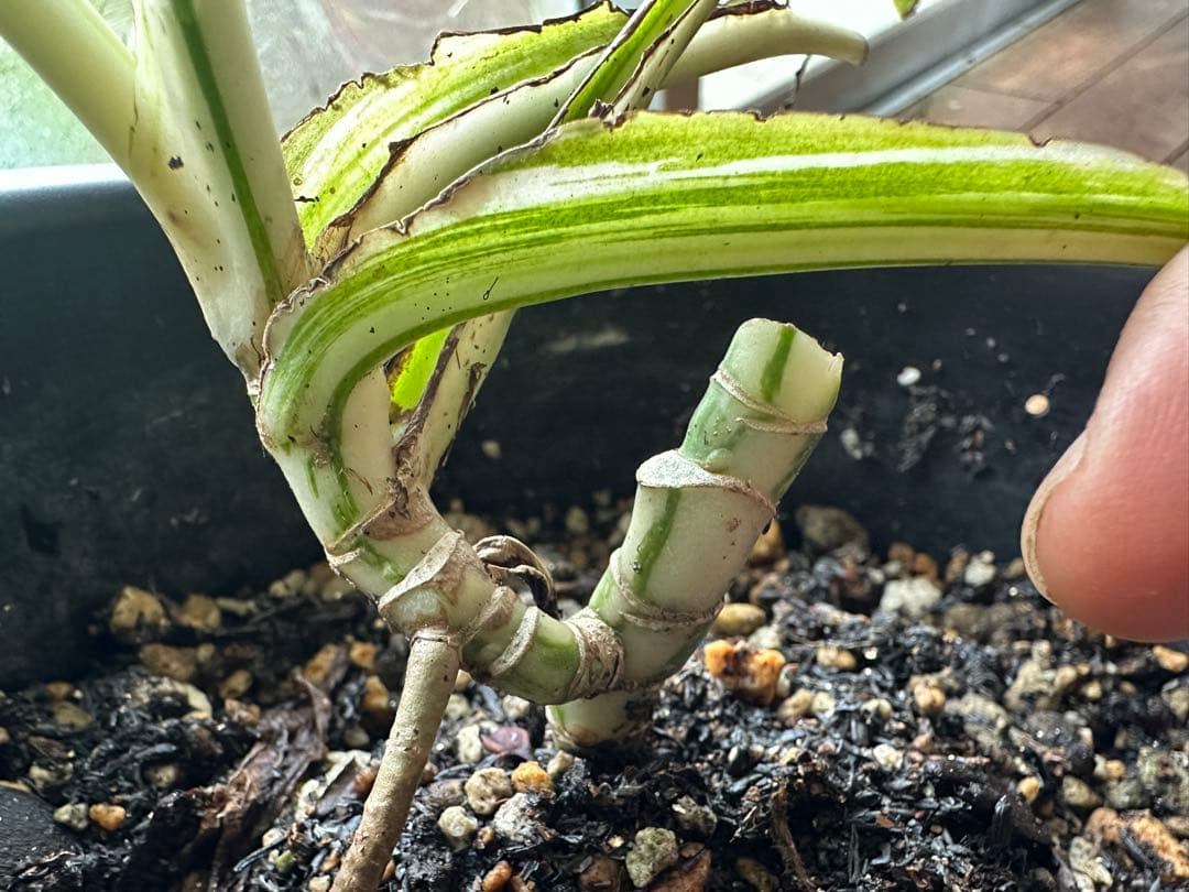 Monstera borsigiana White Tiger モンステラ斑入り