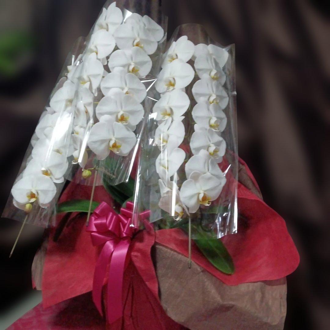胡蝶蘭　生花