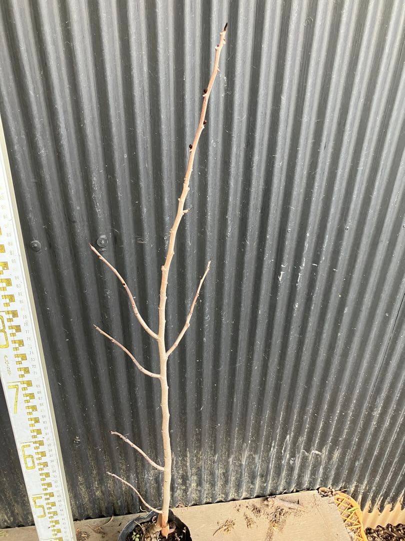 接木　ポポー　マンゴー　苗木