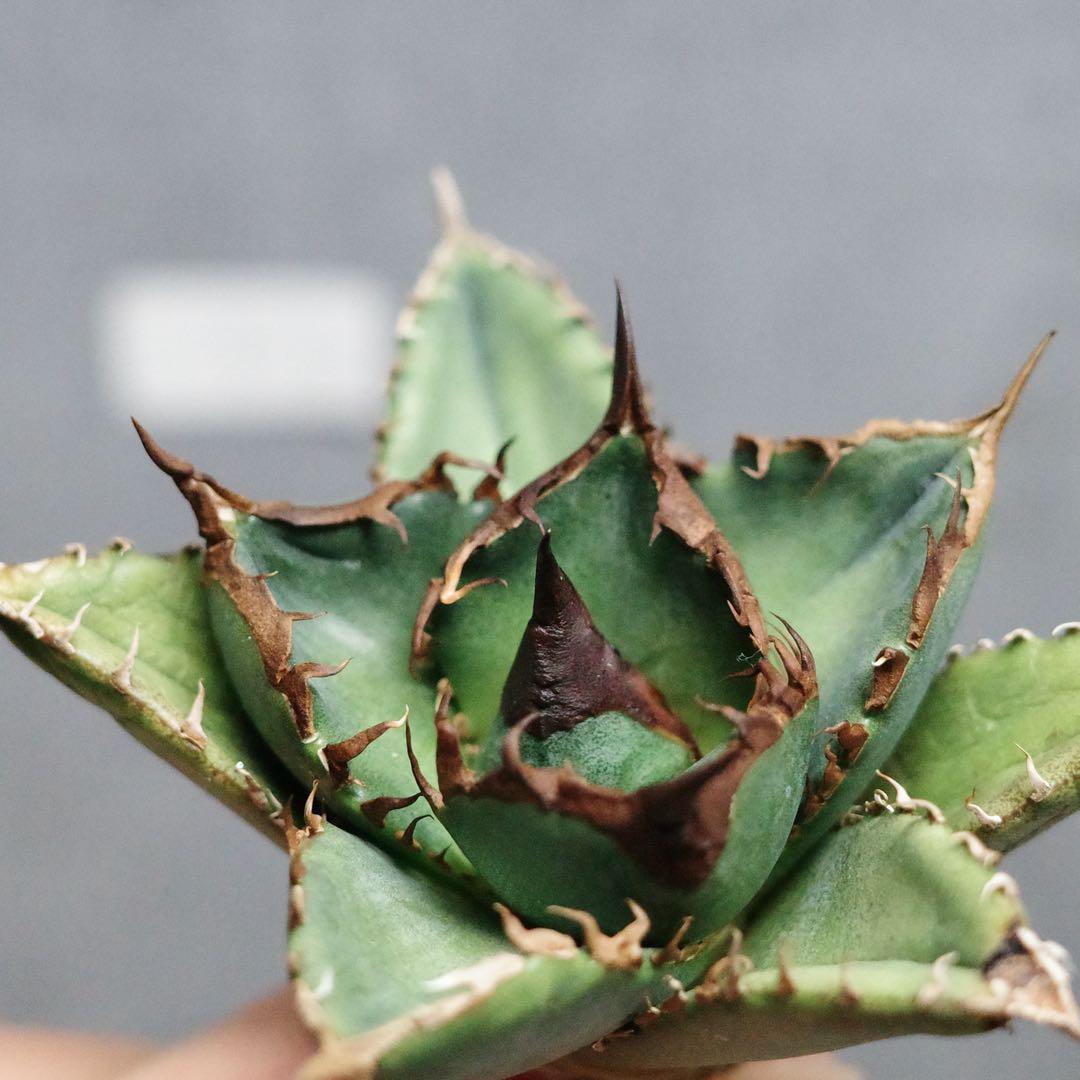 アガベ　チタノタ　オテロイ　緑犀牛　強刺　極上株　1