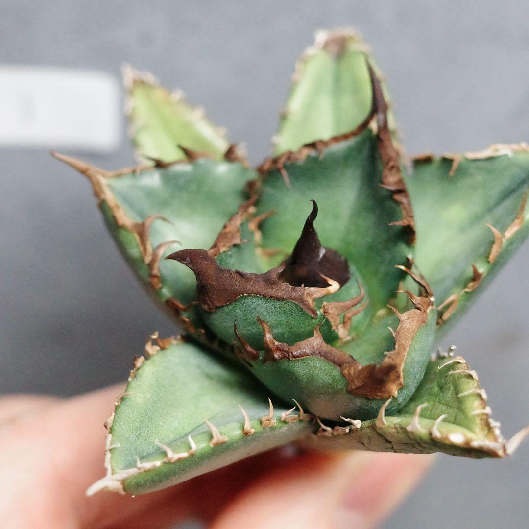 アガベ　チタノタ　オテロイ　緑犀牛　強刺　極上株　1