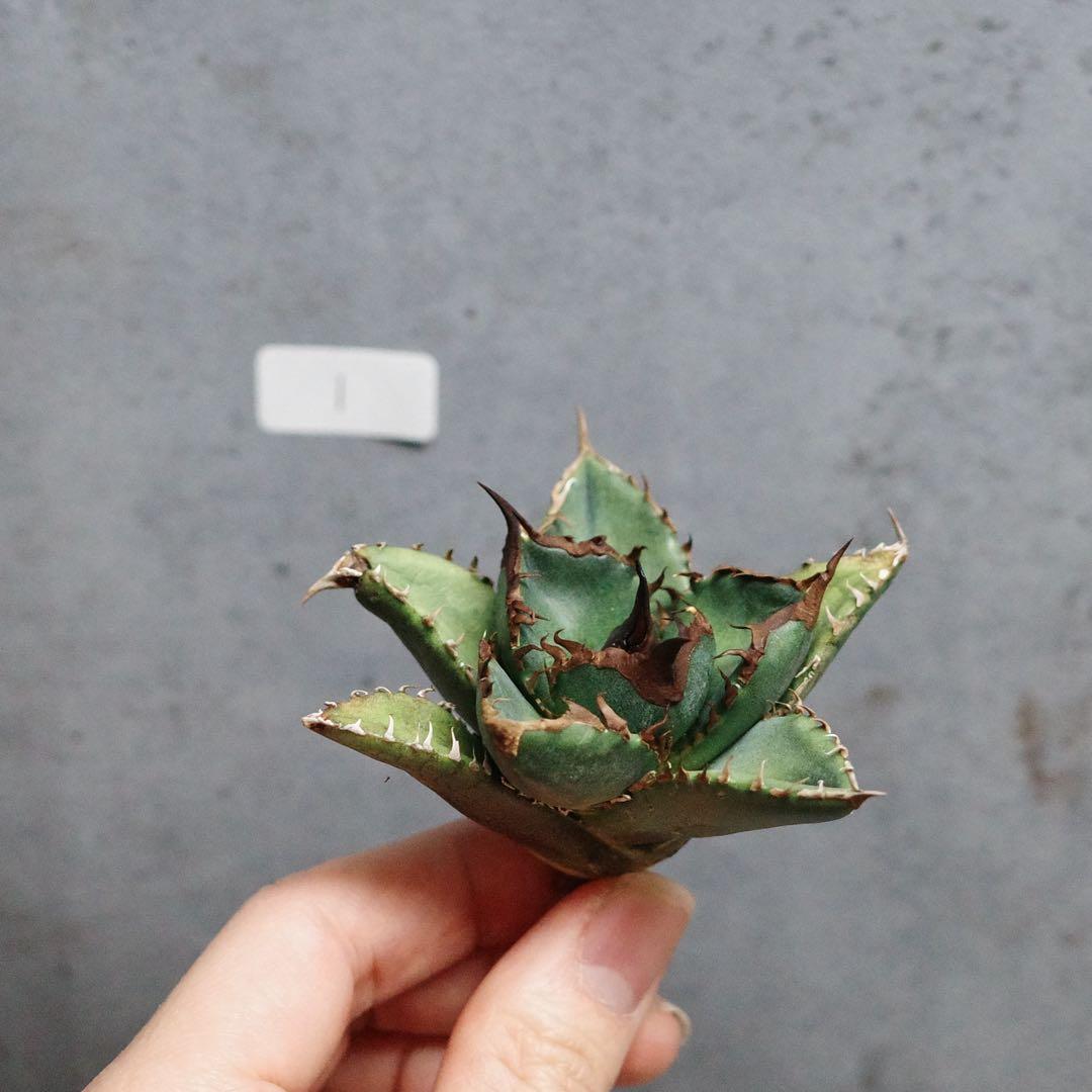 アガベ　チタノタ　オテロイ　緑犀牛　強刺　極上株　1