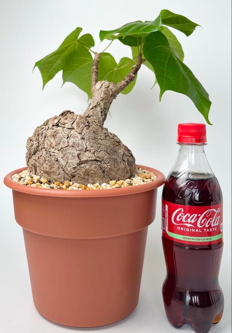 【超激レア/塊根植物】フィルミアナ コロラータ 大株 鉢植え