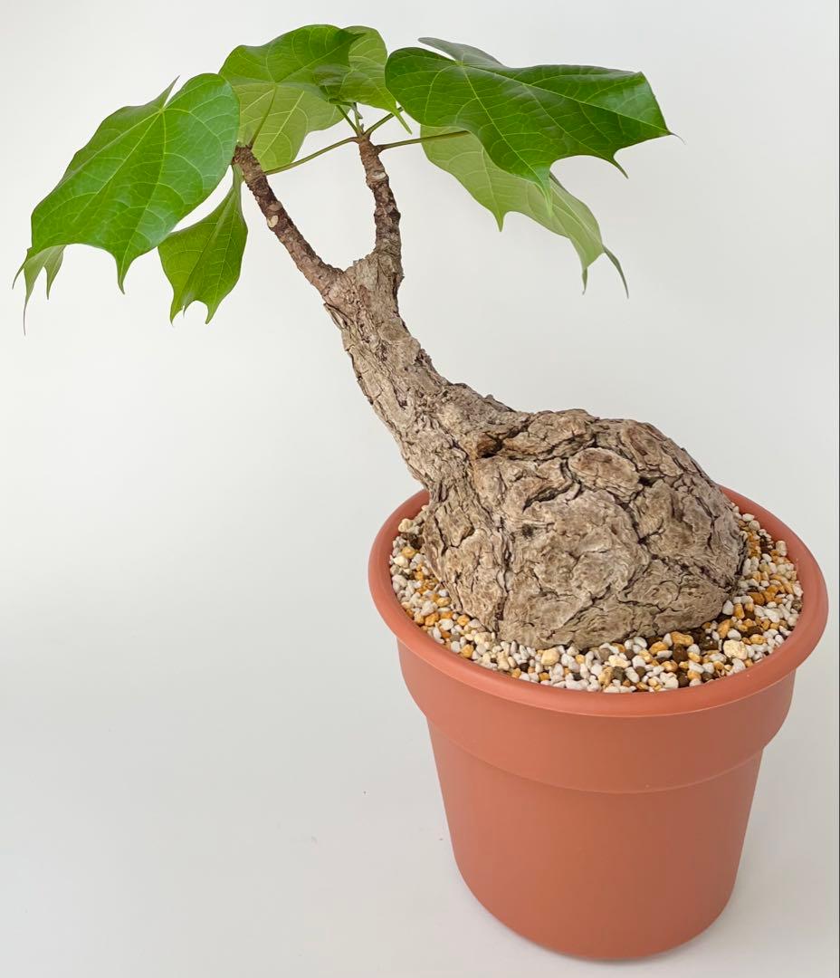 【超激レア/塊根植物】フィルミアナ コロラータ 大株 鉢植え