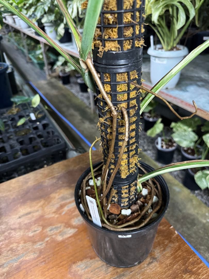 34モンステラ　ボルギシアナ　アルボ　白ホワイトタイガー斑入り　鉢モスポール付き