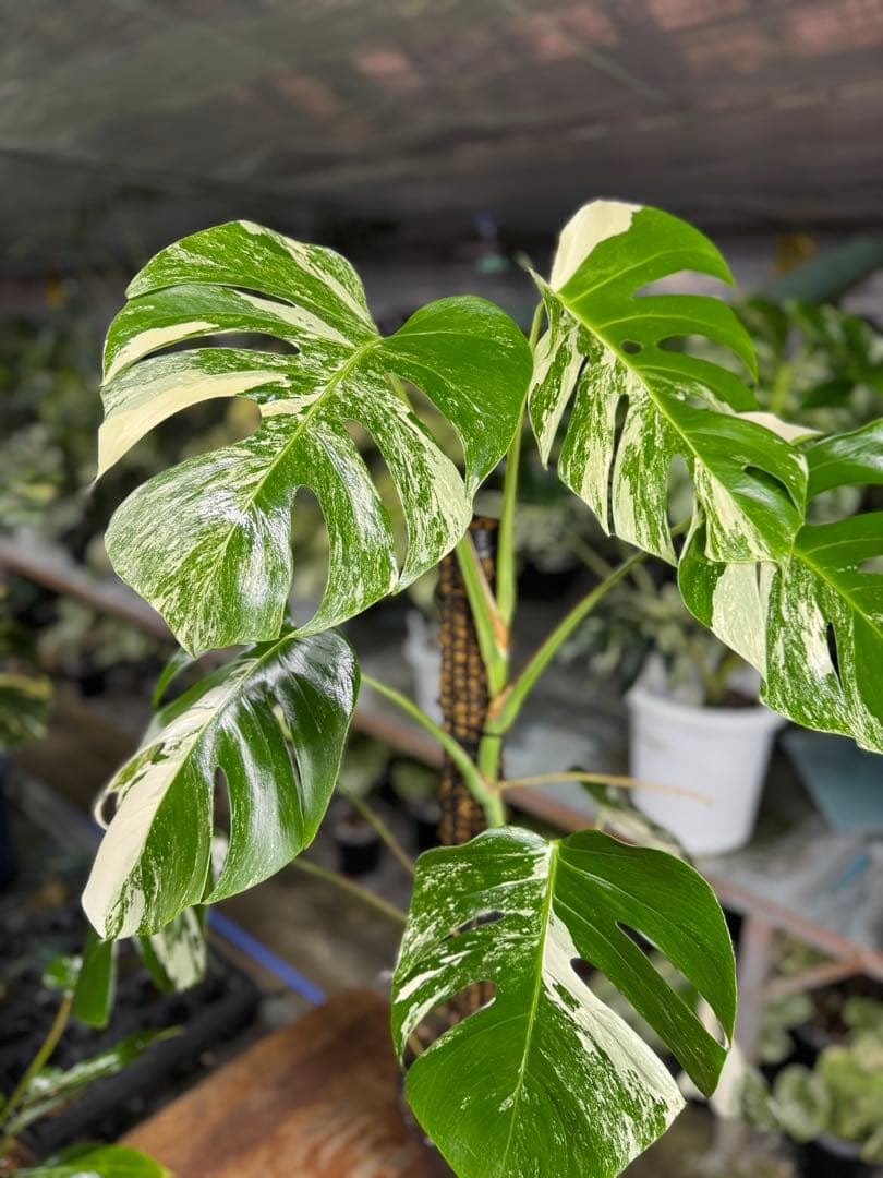 34モンステラ　ボルギシアナ　アルボ　白ホワイトタイガー斑入り　鉢モスポール付き