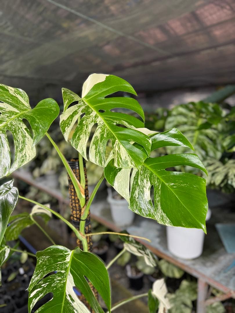 34モンステラ　ボルギシアナ　アルボ　白ホワイトタイガー斑入り　鉢モスポール付き