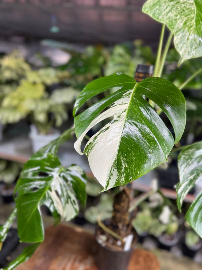 34モンステラ　ボルギシアナ　アルボ　白ホワイトタイガー斑入り　鉢モスポール付き