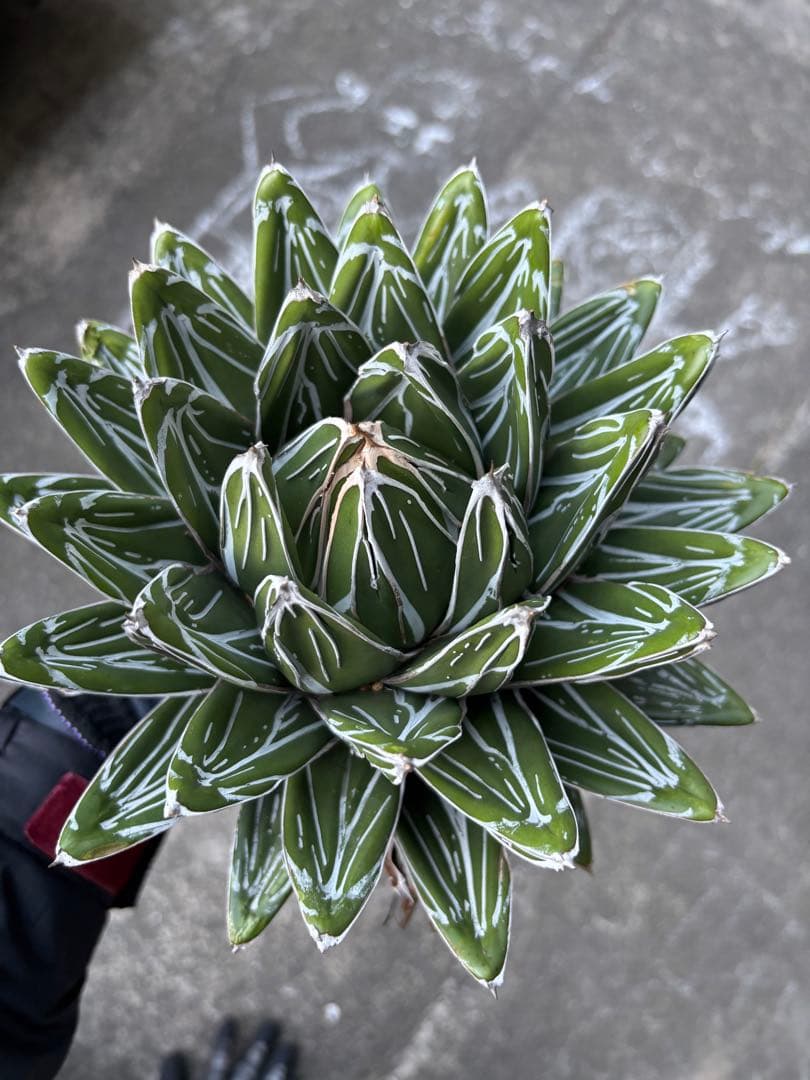 アガベ　笹の雪　極上株　子株販売