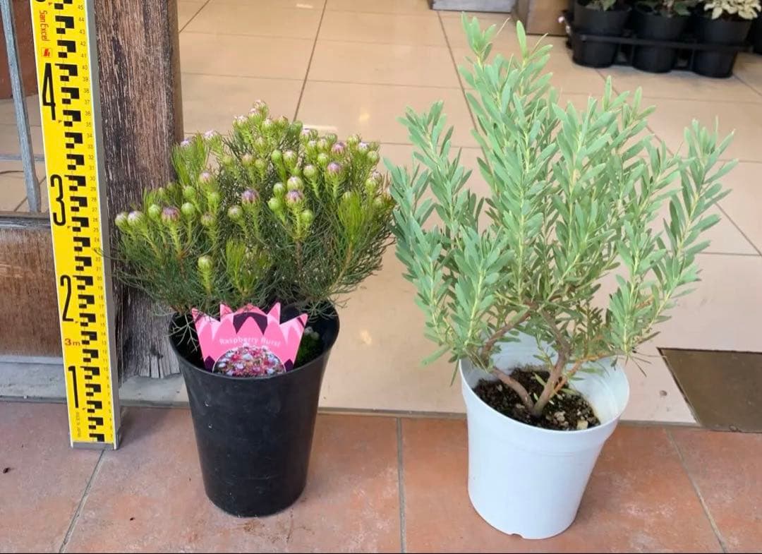 オージープランツ 2種セット