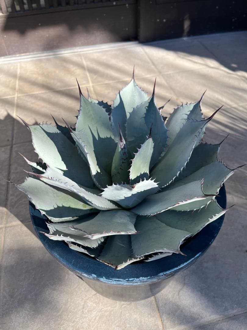 姫吉祥天　特大サイズ　30センチ超