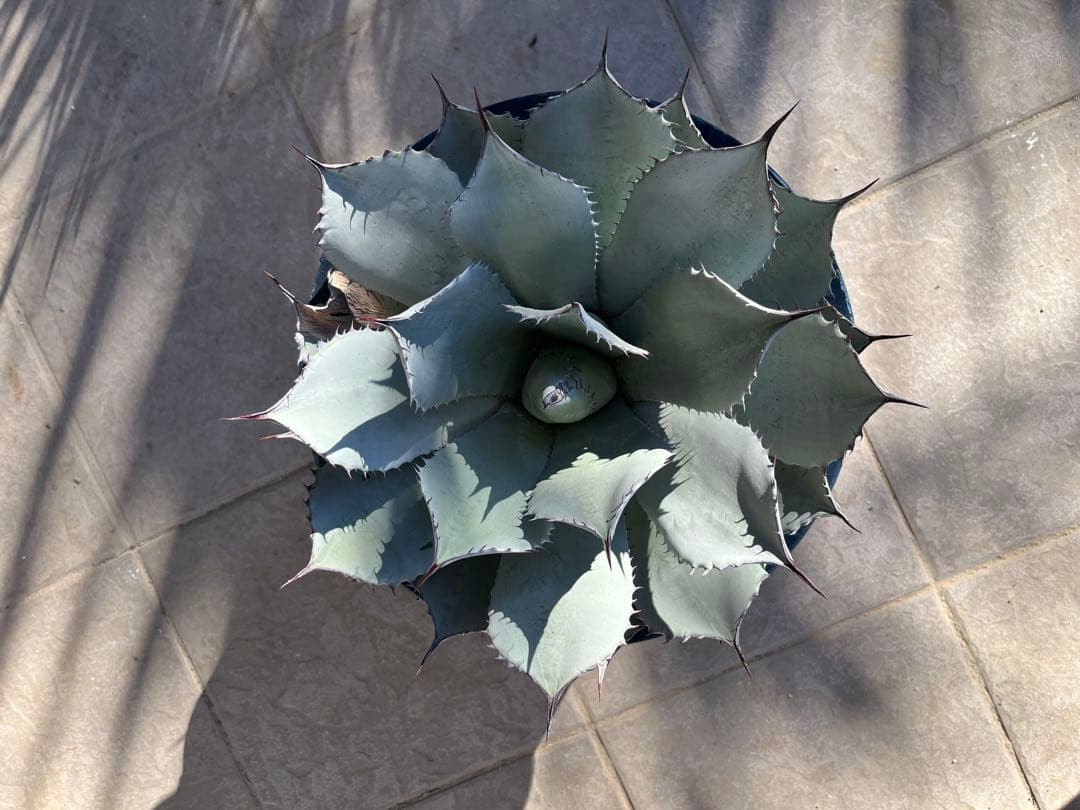 姫吉祥天　特大サイズ　30センチ超