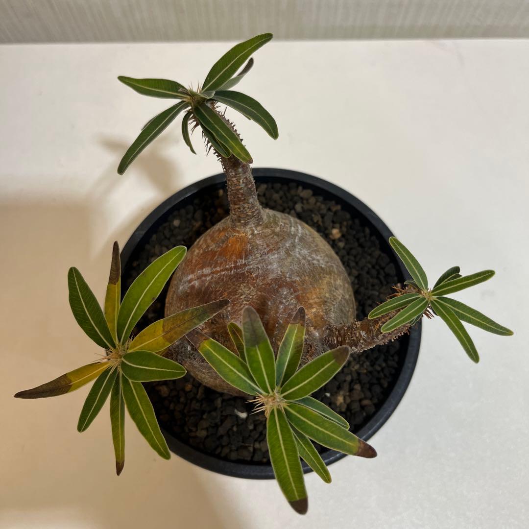 パキポディウムグラキリス 現地球 発根済 2年管理株 現品鉢ごと発送