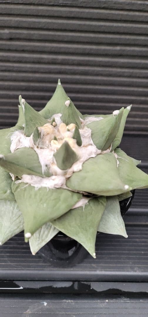 特大サイズ アリオカルプス 花牡丹 国内実生 シワ牡丹