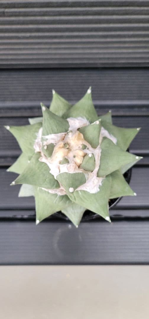 特大サイズ アリオカルプス 花牡丹 国内実生 シワ牡丹