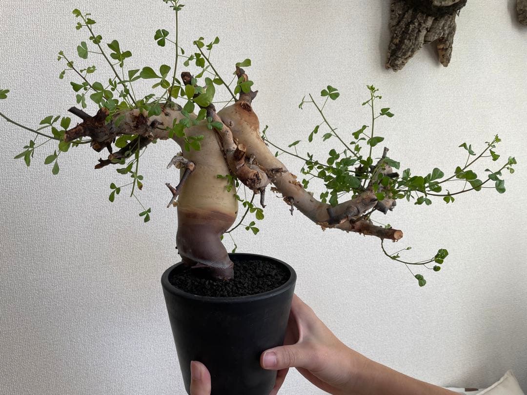 B*1様 【コミフォラ】カタフ ピュア ソマリア産 大株