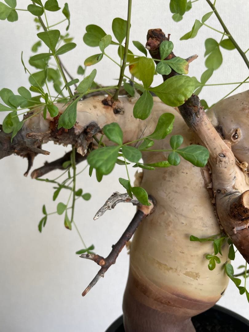 B*1様 【コミフォラ】カタフ ピュア ソマリア産 大株