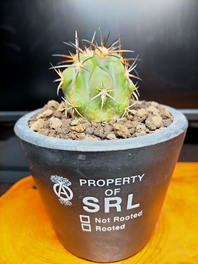 サボテン コピアポア 黒王丸×帝冠竜 (シネレア×カルデラナ) SRL鉢ごと配送