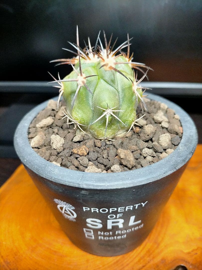 サボテン コピアポア 黒王丸×帝冠竜 (シネレア×カルデラナ) SRL鉢ごと配送