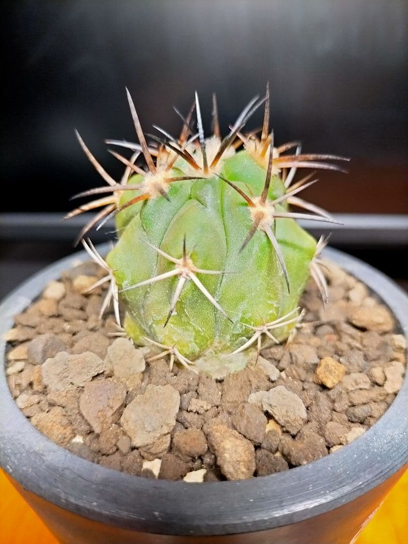 サボテン コピアポア 黒王丸×帝冠竜 (シネレア×カルデラナ) SRL鉢ごと配送