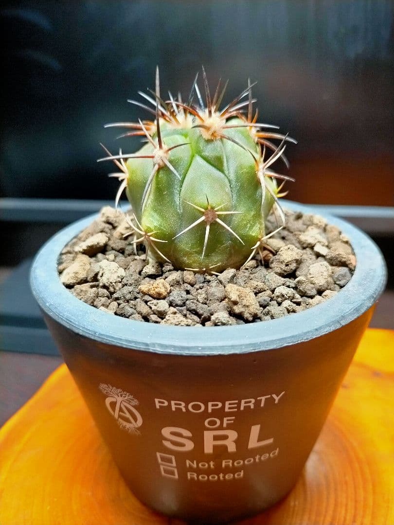 サボテン コピアポア 黒王丸×帝冠竜 (シネレア×カルデラナ) SRL鉢ごと配送