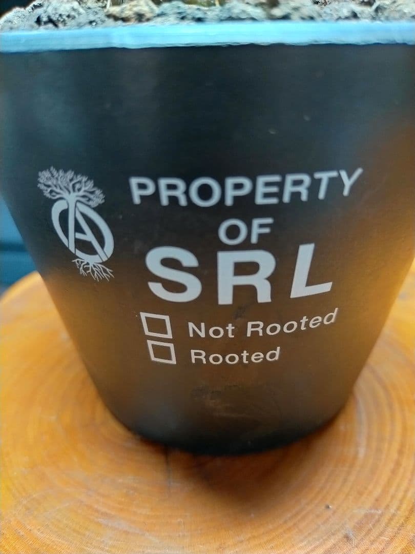 サボテン コピアポア 黒王丸×帝冠竜 (シネレア×カルデラナ) SRL鉢ごと配送