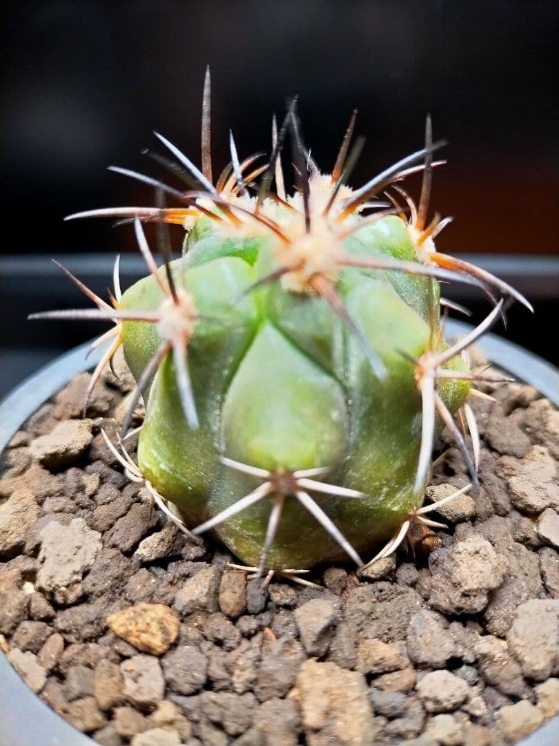 サボテン コピアポア 黒王丸×帝冠竜 (シネレア×カルデラナ) SRL鉢ごと配送