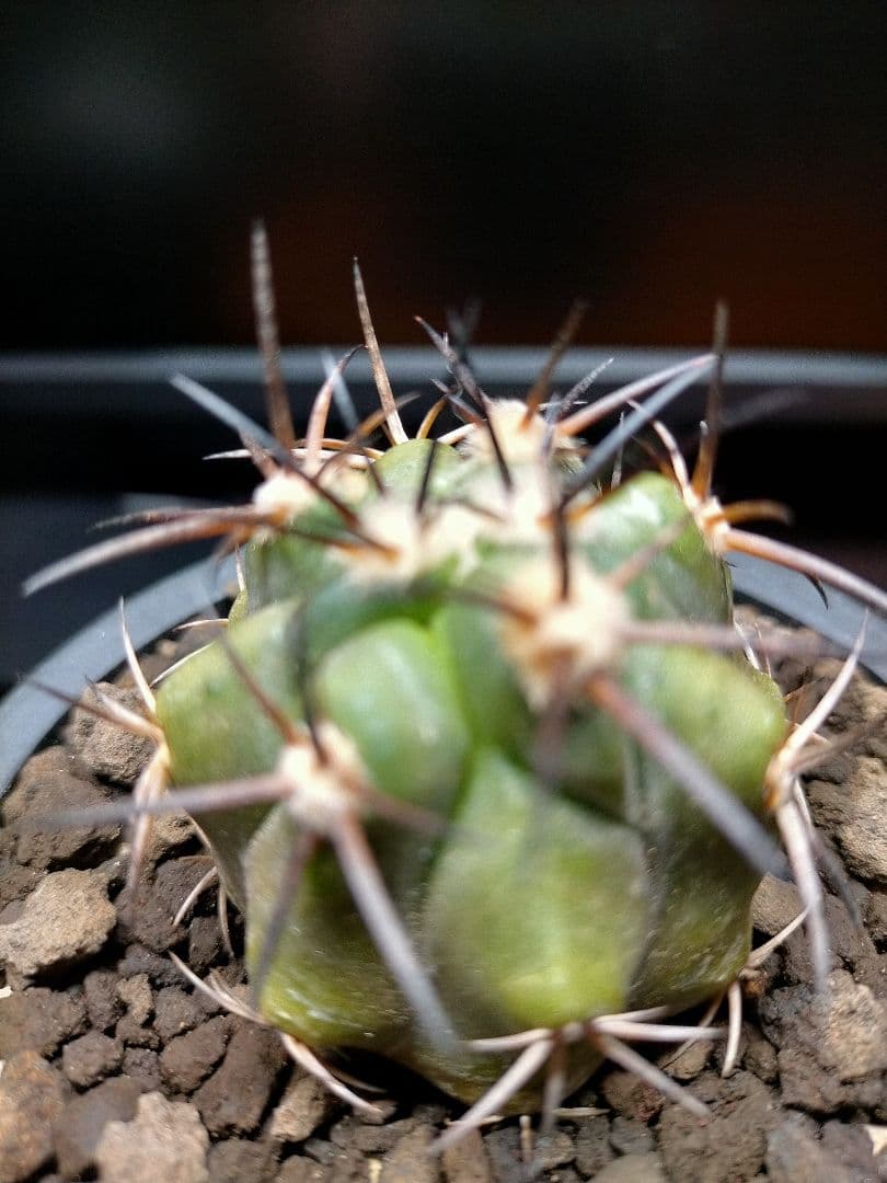 サボテン コピアポア 黒王丸×帝冠竜 (シネレア×カルデラナ) SRL鉢ごと配送