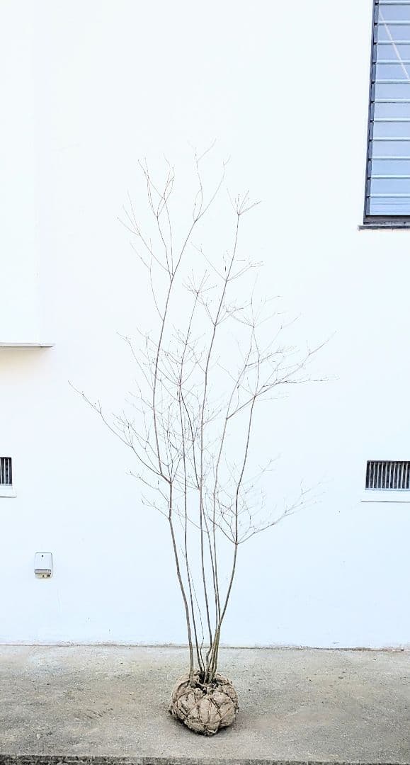 ゴエモンさま専用。。山採りドウダンツツジ。