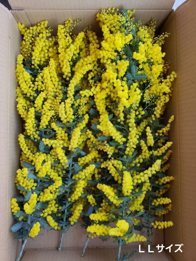 ＊ミモザ生花＊　ご相談窓口〈2026年〉