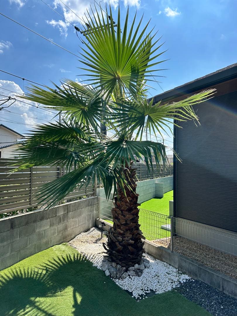 ワシントンヤシ　植木　引き取り限定