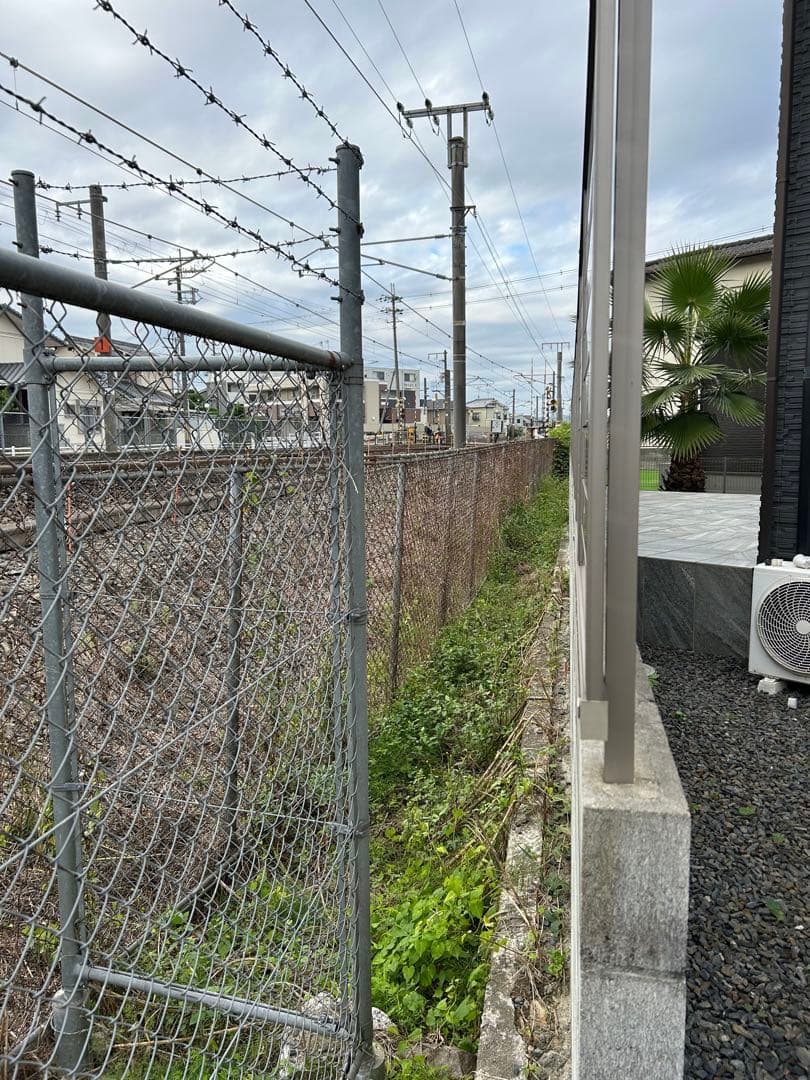 ワシントンヤシ　植木　引き取り限定