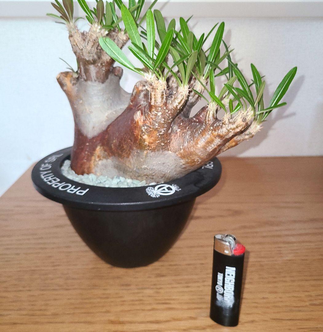 NEIGHBORHOOD　SRL　パキポディウム　イノピツナム