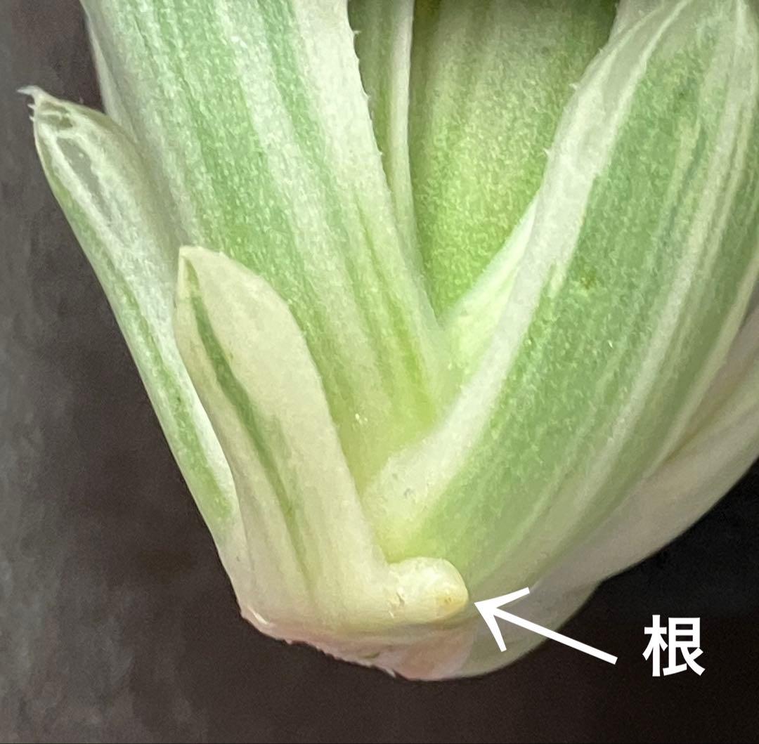 ハオルチア 白蛇伝　②