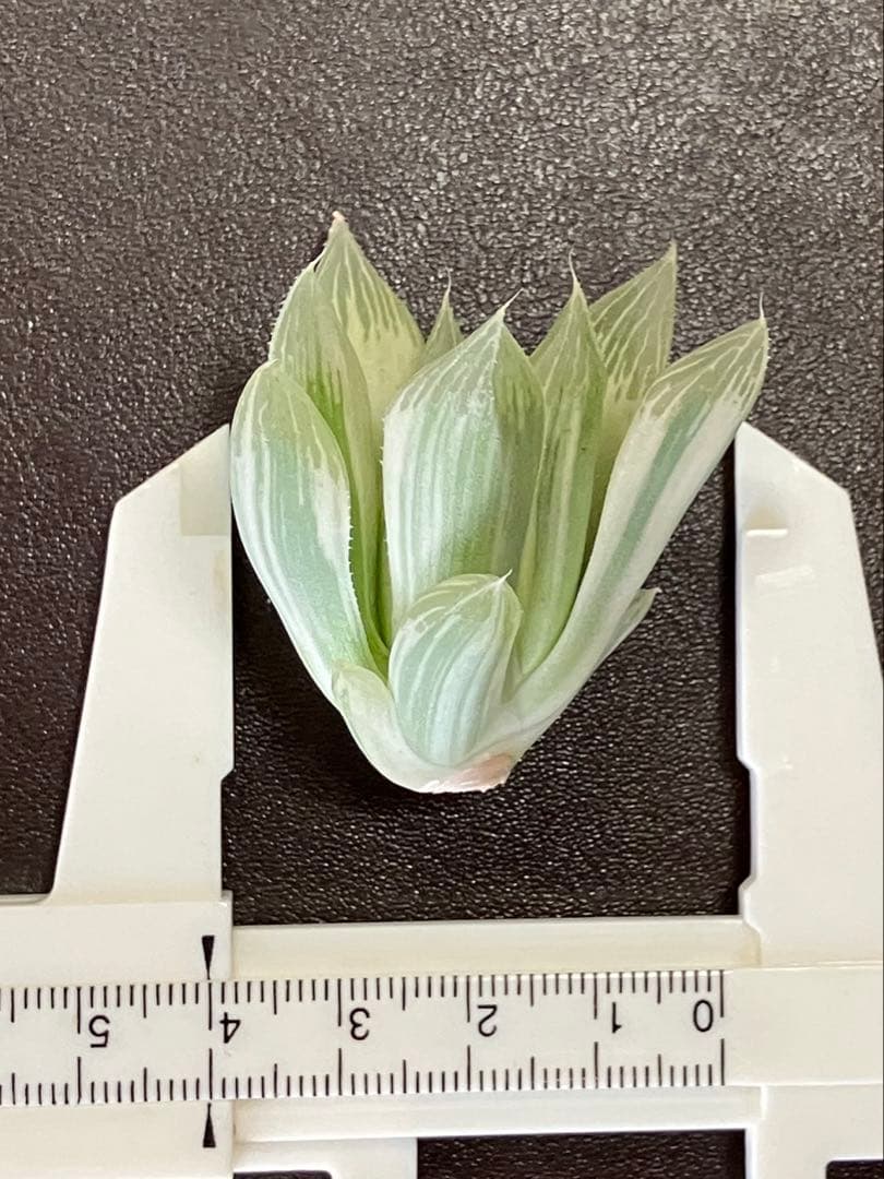 ハオルチア 白蛇伝　②