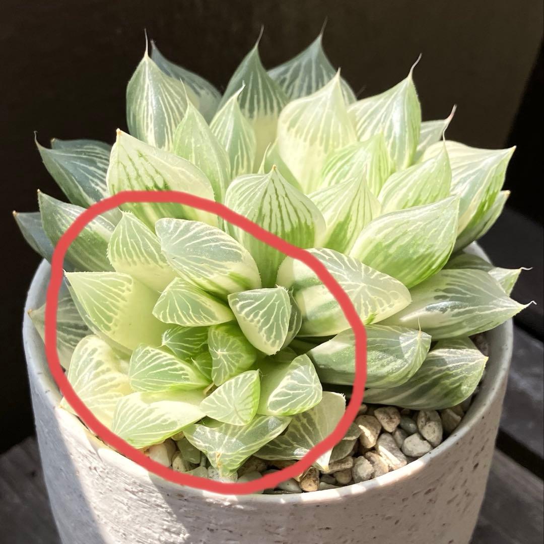 ハオルチア 白蛇伝　②