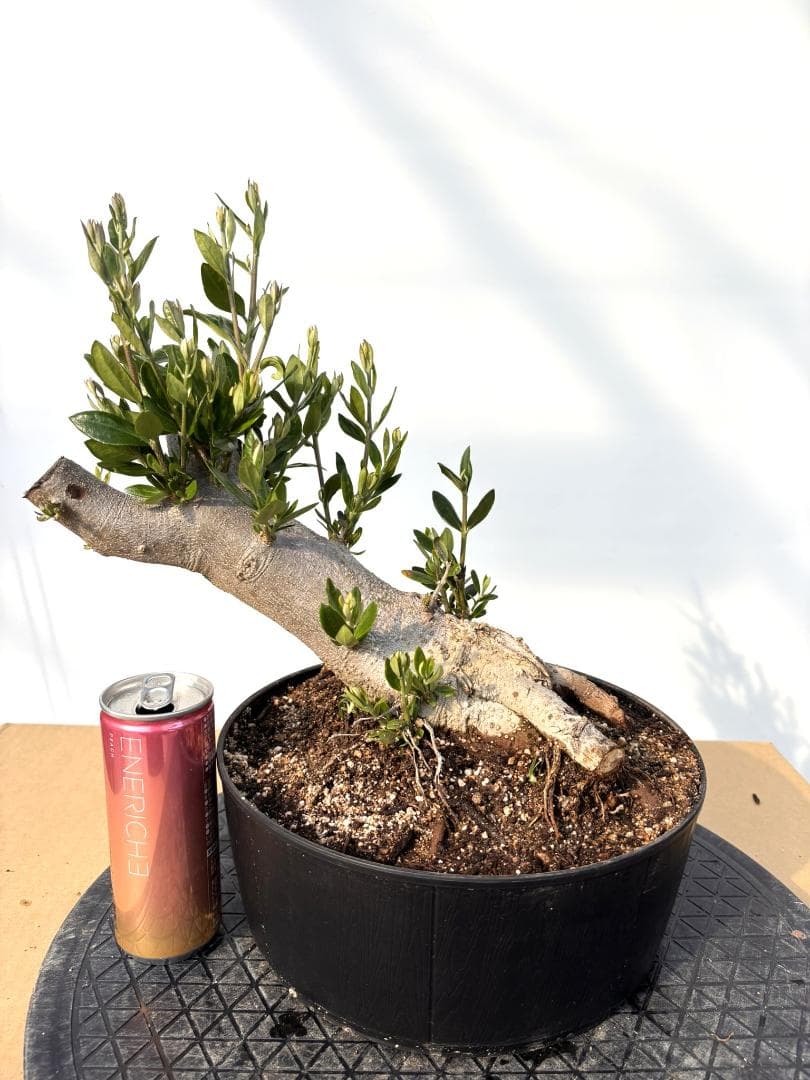オリーブの木 ルッカ 盆栽風 8号 約40cm 現品販売