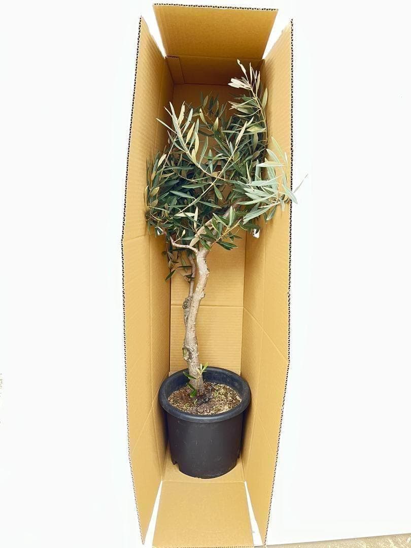 オリーブの木 ルッカ 盆栽風 8号 約40cm 現品販売