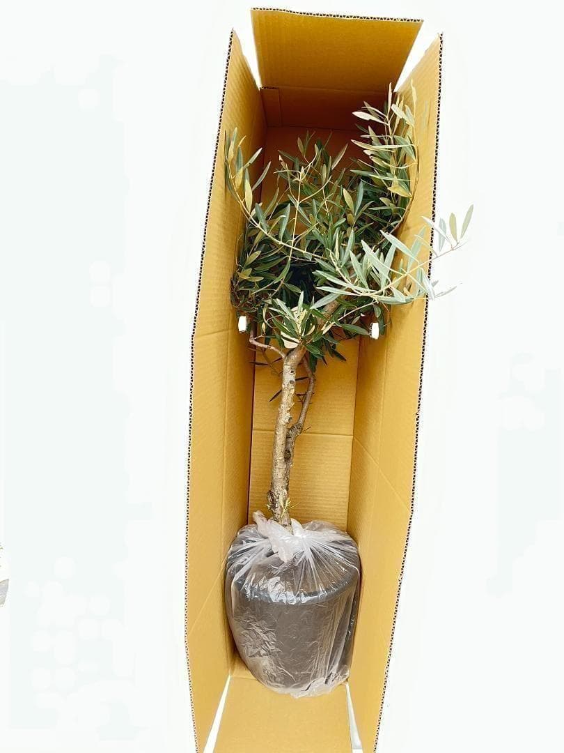 オリーブの木 ルッカ 盆栽風 8号 約40cm 現品販売