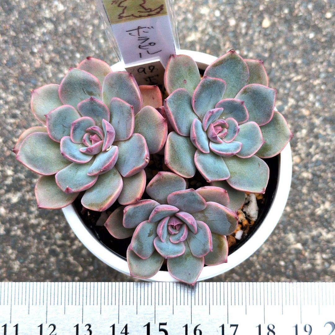 97.多肉植物 ボラピル 1450円【抜き苗】