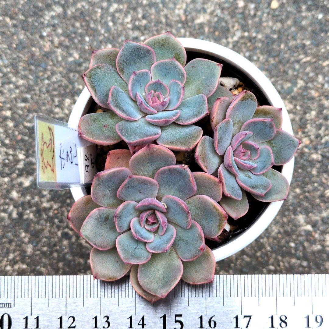 97.多肉植物 ボラピル 1450円【抜き苗】